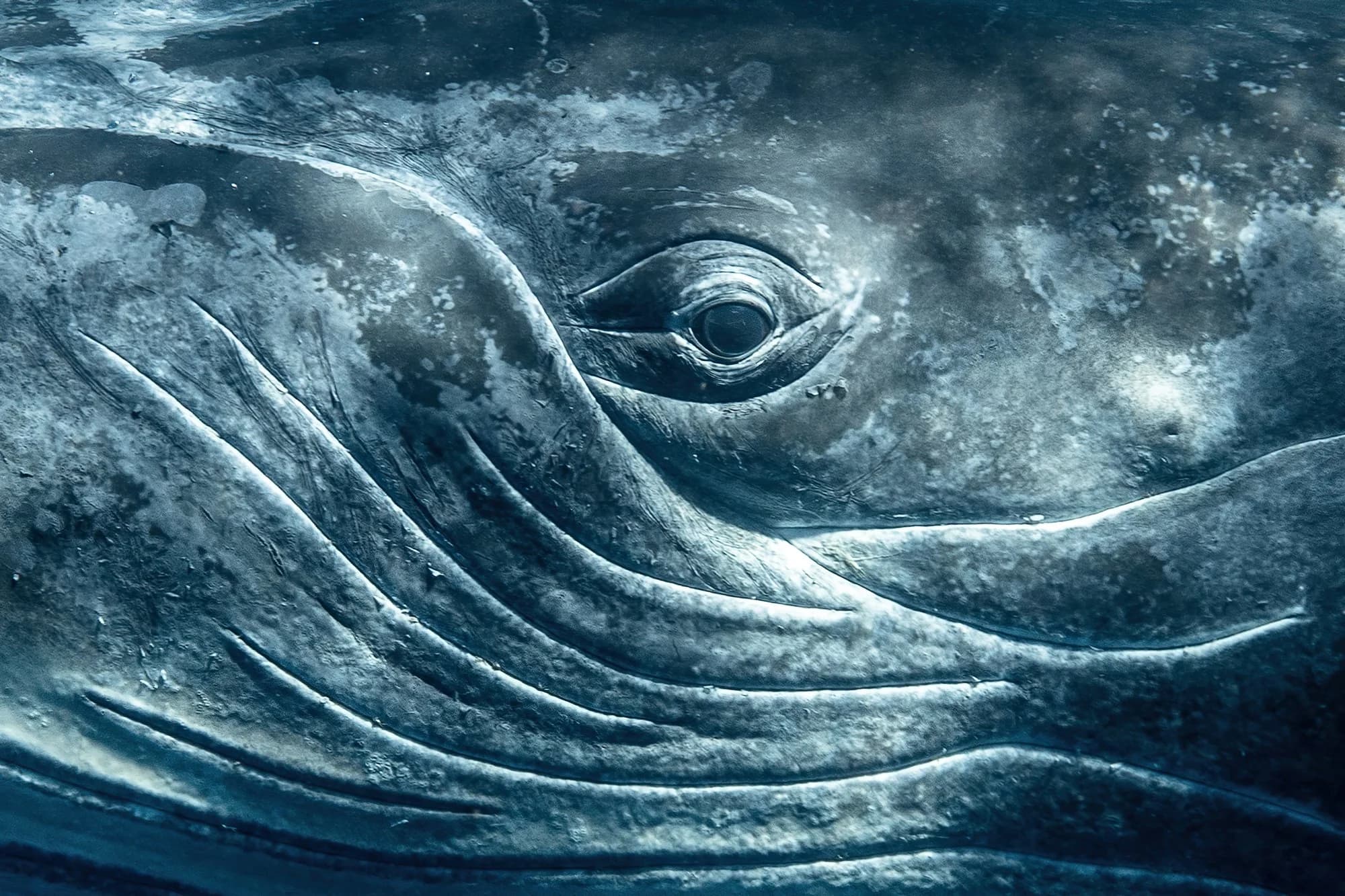 Close-up of a humpback whale's eye and textured skin underwater