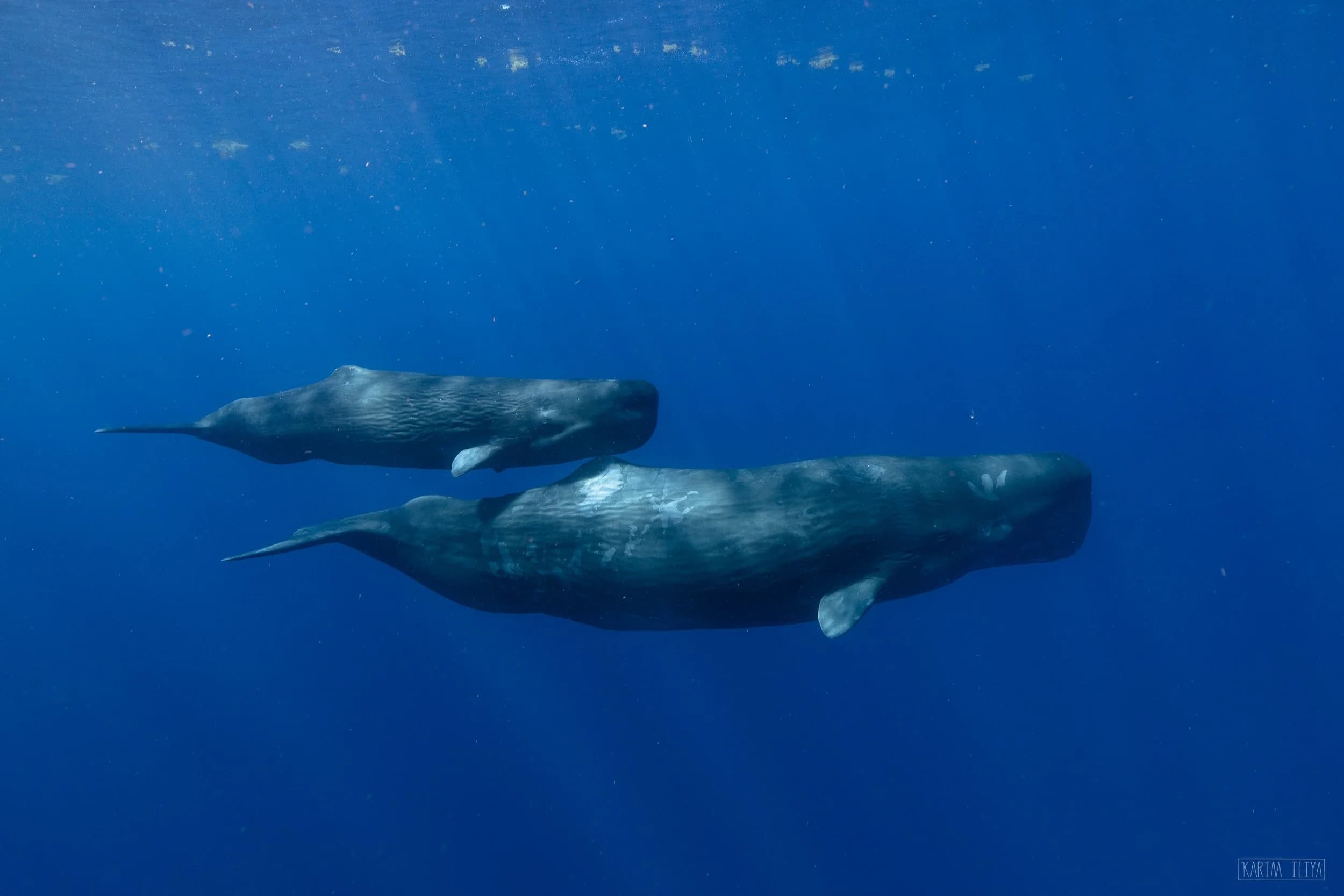 Two humpback whales swimming side by side in deep blue ocean