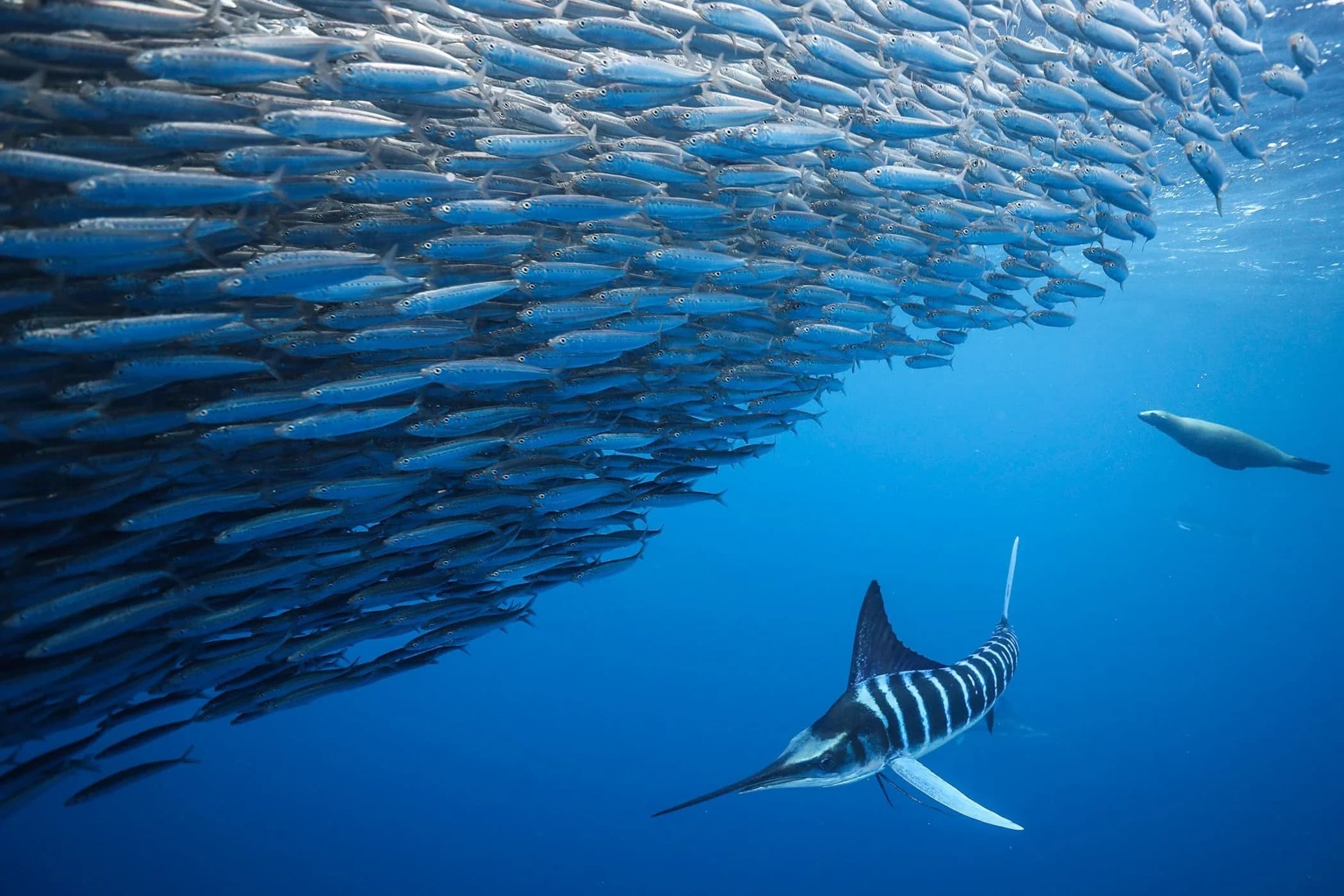A striped marlin hunting a dense, swirling bait ball of silver fish