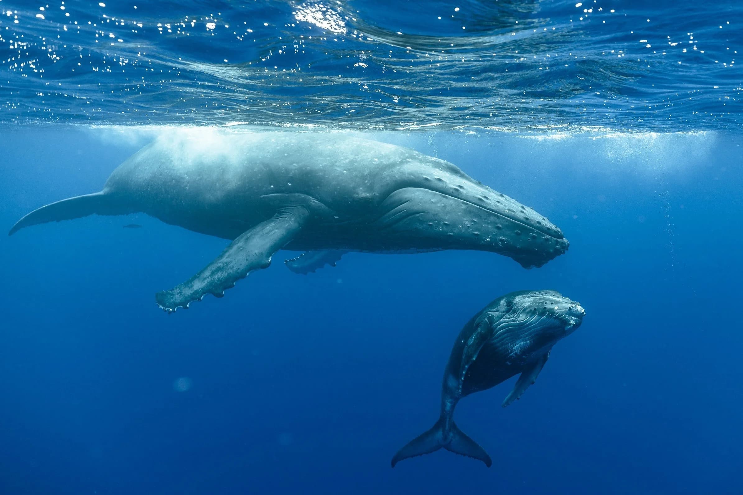 A humpback whale and her calf swimming together in clear blue water