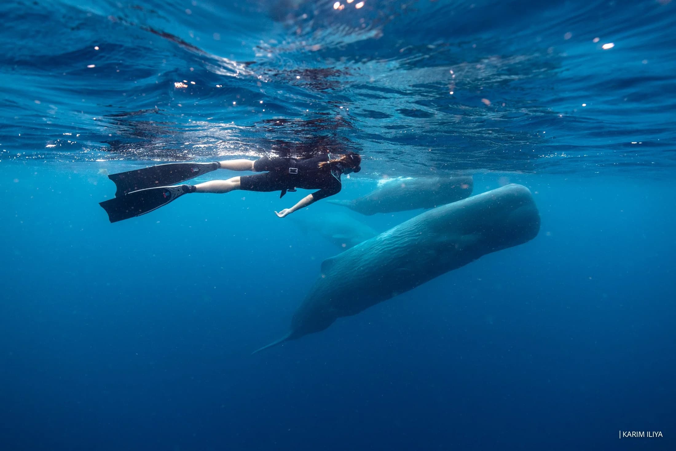 A snorkeler at the surface with two whales passing below in deep water
