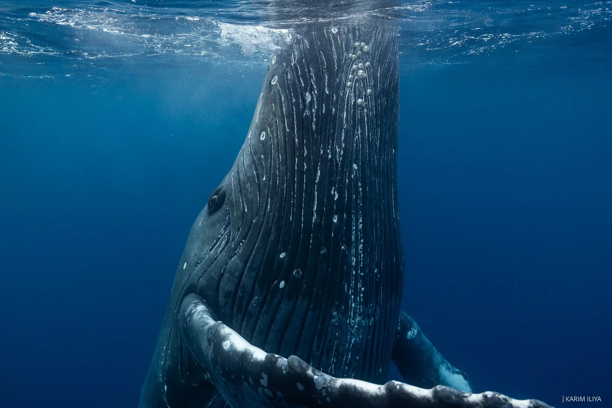 A sperm whale hanging vertically in deep blue water, seen head-on